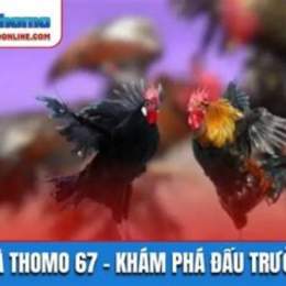 67 đá gà 67