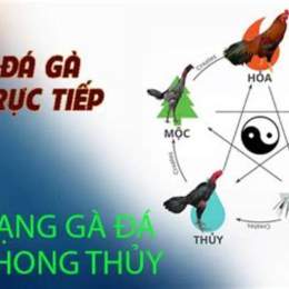 80 mau mang ga da