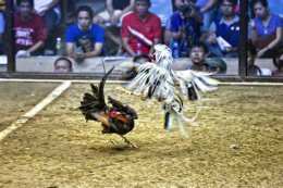 ảnh chụp màn hình ảnh đá gà tre