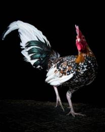ảnh chụp màn hình ảnh gà đá thua