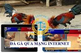 ảnh chụp màn hình áp đá gà mạng