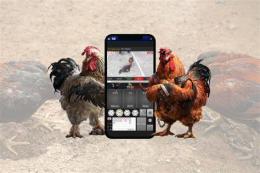 ảnh chụp màn hình app cá cược đá gà