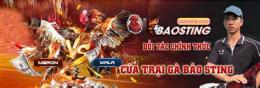ảnh chụp màn hình bao sting đá gà