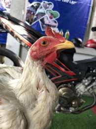 ảnh chụp màn hình bắt đá gà nhơn trạch