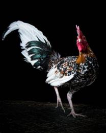 ảnh chụp màn hình bội gà đá