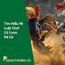 ảnh chụp màn hình cá cược đá gà uy tín