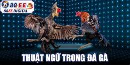 ảnh chụp màn hình các thuật ngữ trong đá gà