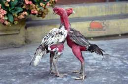 ảnh chụp màn hình cách chọn gà chọi đá hay