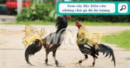 ảnh chụp màn hình cách coi vảy gà đá hay