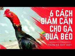 ảnh chụp màn hình cách giảm cân cho gà đá