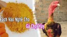ảnh chụp màn hình cách làm nghệ cho gà đá