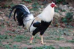 ảnh chụp màn hình cách nhận biết gà đá cựa