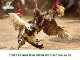 ảnh chụp màn hình cách nuôi gà đá bằng thuốc