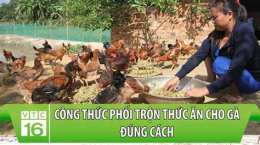 ảnh chụp màn hình cách trộn thức an cho gà đá