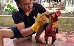 ảnh chụp màn hình cách vào nghệ gà đá