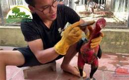 ảnh chụp màn hình cách xả nghệ cho gà đá