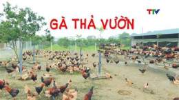 ảnh chụp màn hình chỉ cách nuôi gà đá