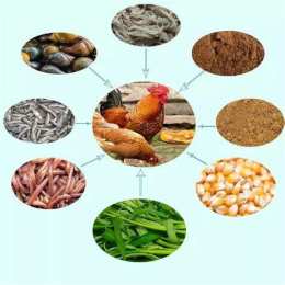 ảnh chụp màn hình cho gà đá ăn gì mau mập