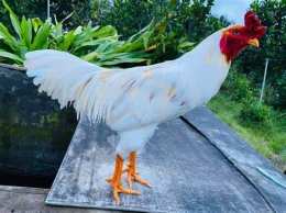 ảnh chụp màn hình chợ tốt, gà đá sóc trăng