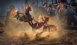 ảnh chụp màn hình clip đá gà cựa sắt