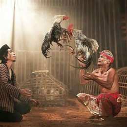 ảnh chụp màn hình coi đá gà chọi