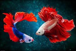 ảnh chụp màn hình con cá chép con hổ con gà con voi là cấp độ tổ chức nào của cơ thể đa bào