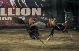 ảnh chụp màn hình đá gà 777