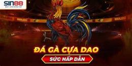 ảnh chụp màn hình đá gà bằng cựa dao