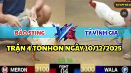 ảnh chụp màn hình đa gà bảo sting hôm nay
