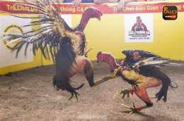 ảnh chụp màn hình đá gà bên thomo c2