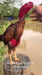 ảnh chụp màn hình đá gà bịp roykin và mơ ê tô