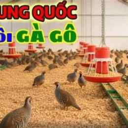 bán em đa đa , gà gô 2 mùa | linh bon sai