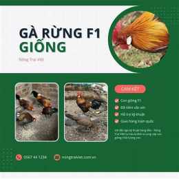 ban ga da tien