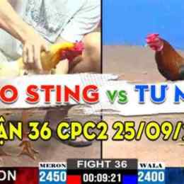 bảo sting đá gà tre