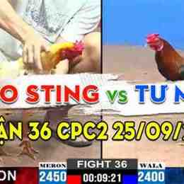 bao sting đá gà