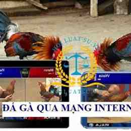 bắt đá gà mạng