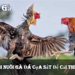 bj 88 đá gà trực tiếp