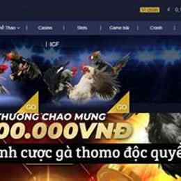 bj388 - nhà cái cá cược đá gà thomo uy tín