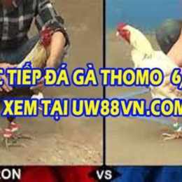 bữa nay đá gà