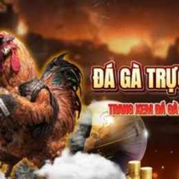 c 3 đá gà trực tiếp