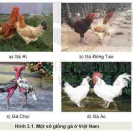 các giống gà đá ngoại nhập