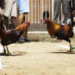 các hình thức đá gà
