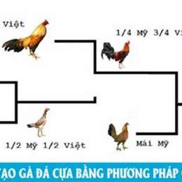 các phương pháp lai tạo gà đá