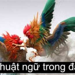các thuật ngữ trong đá gà