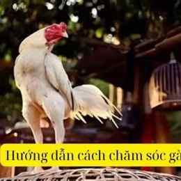 cách chăm gà đá có lực