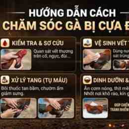 cách chăm sóc gà đá cựa sắt