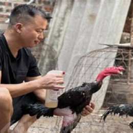 cách chăm sóc gà trước khi đá