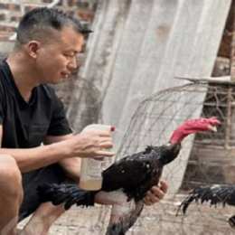 cách chuẩn bị cho gà trước khi đá