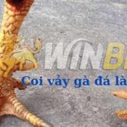 cách coi ngày gà đá