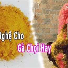 cách làm nghệ cho gà đá